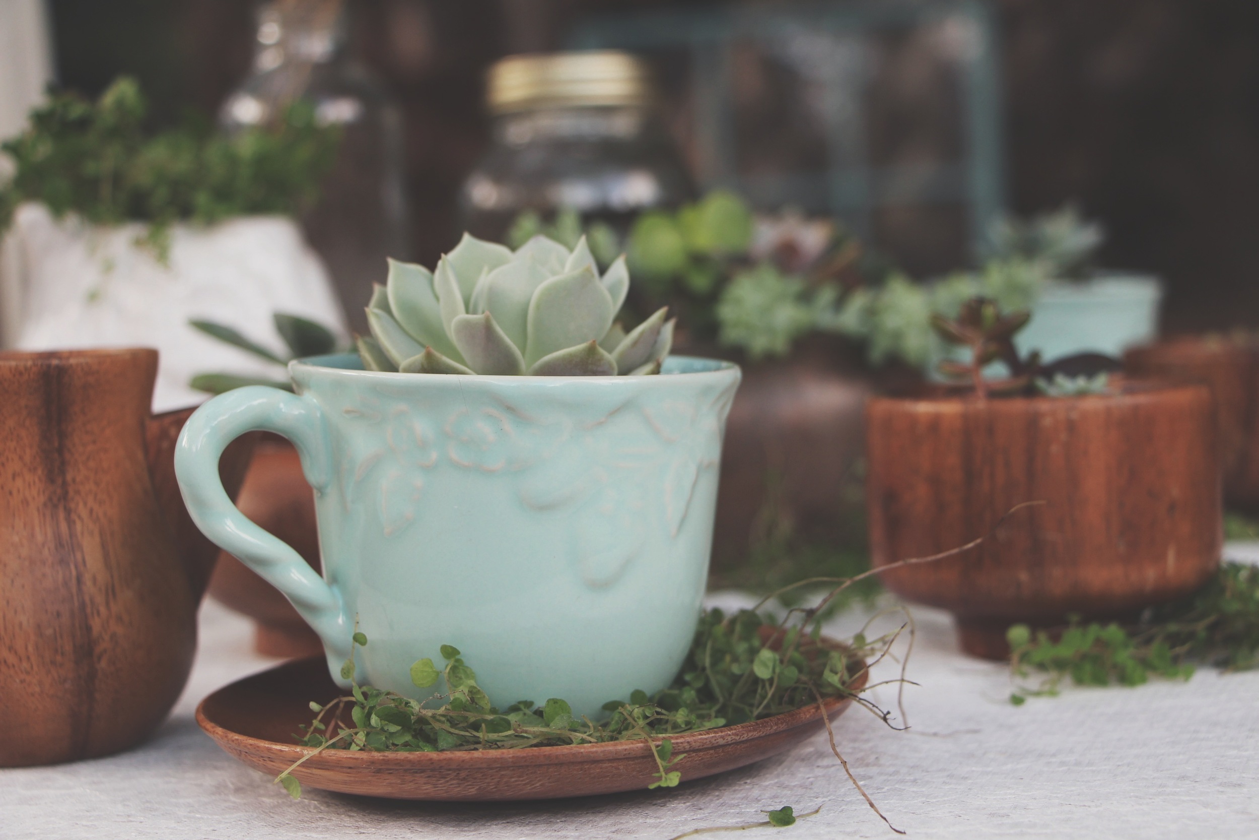 A Succulent Tea Party via Needles + Leaves :: we styled this photo shoot with succulents in a teapot, teacups, mason jars, a bell jar, and terra cotta pots. :: flowers, roses, daisies, babies breath::&nbsp;vintage inspired owl, reused, repurposed, s…